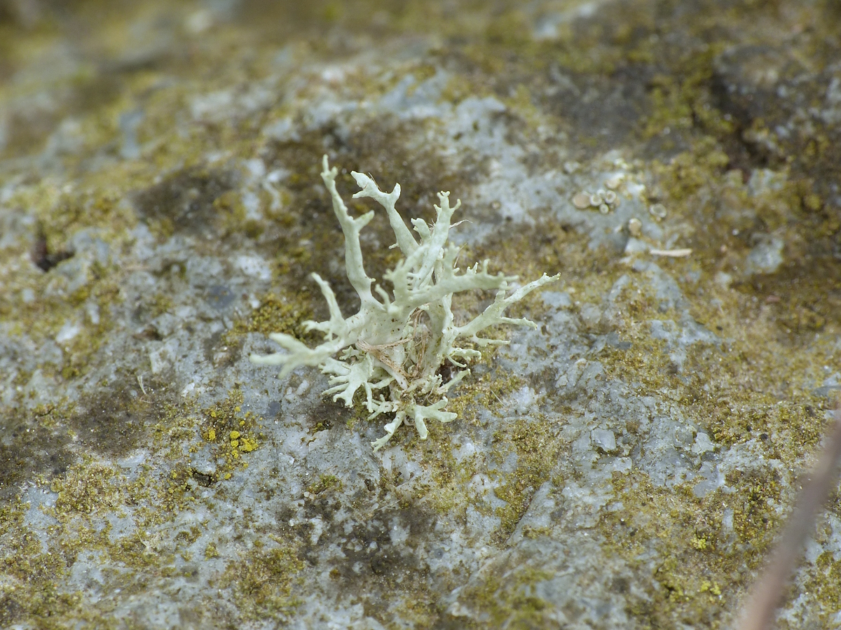 Ramalina farinacea (door Henk-Jan van der Kolk)