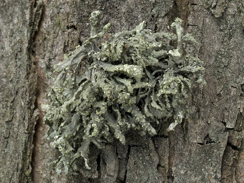 Ramalina farinacea (door Bart Horvers)