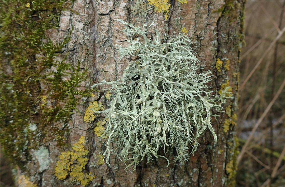 Ramalina farinacea (door Arno van der Pluijm)