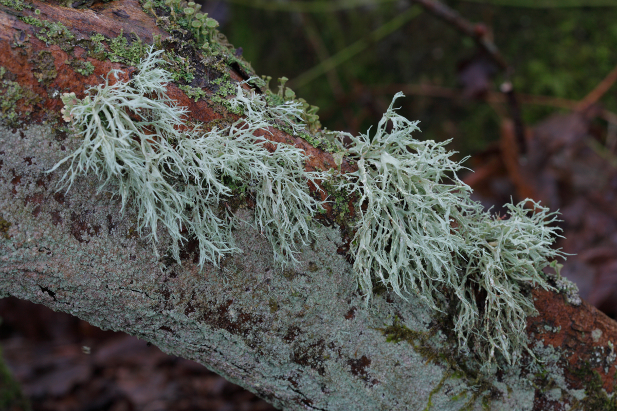 Ramalina farinacea (door Henk Visser)