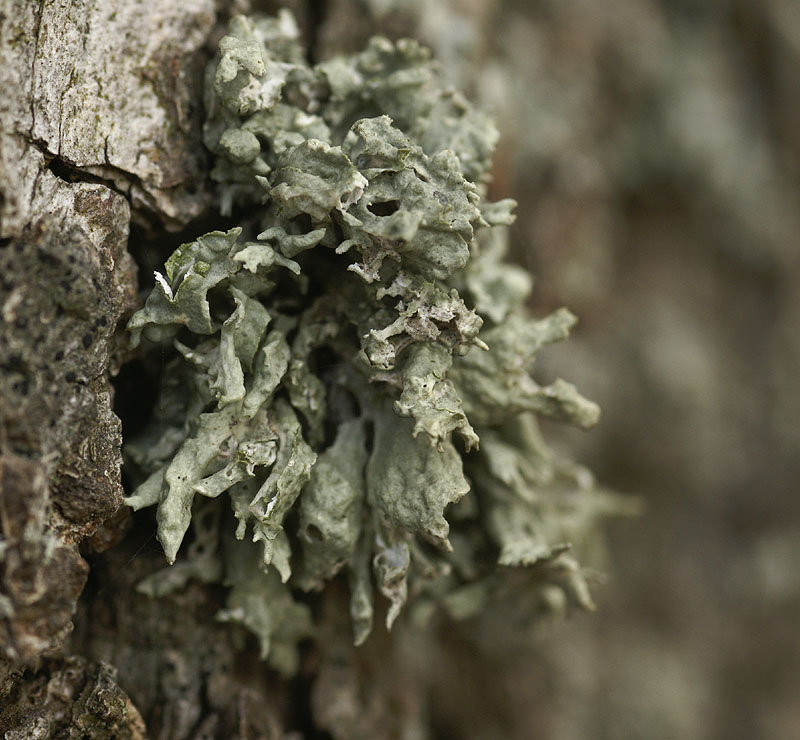 Ramalina fastigiata (door Ron Poot)