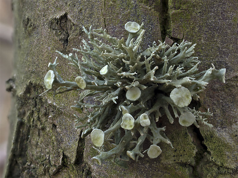 Ramalina fastigiata (door Bart Horvers)