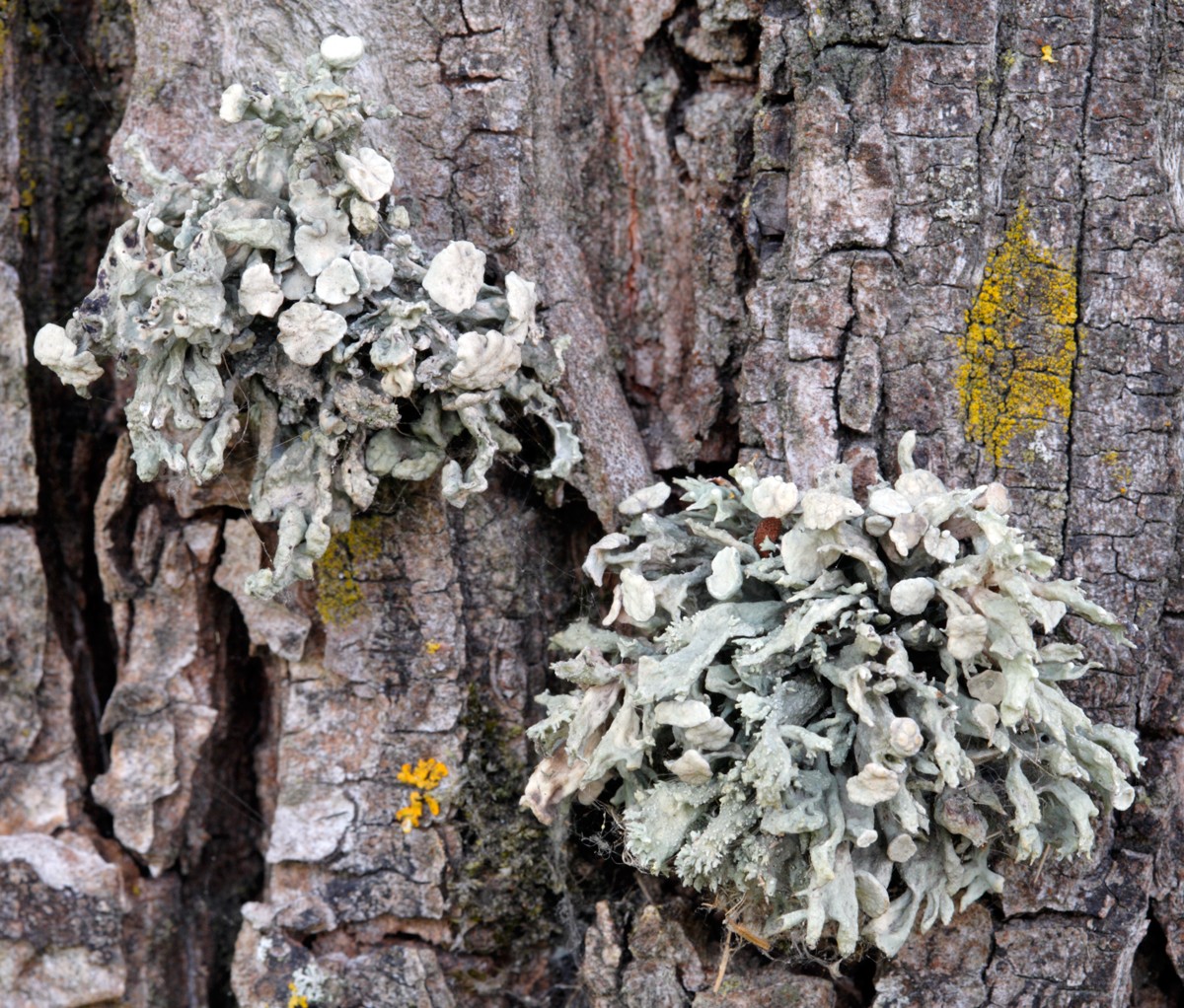 Ramalina fastigiata (door Henk Visser)