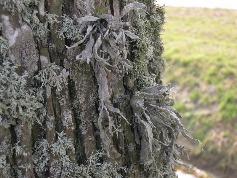 Ramalina fraxinea (door Bert Oving)