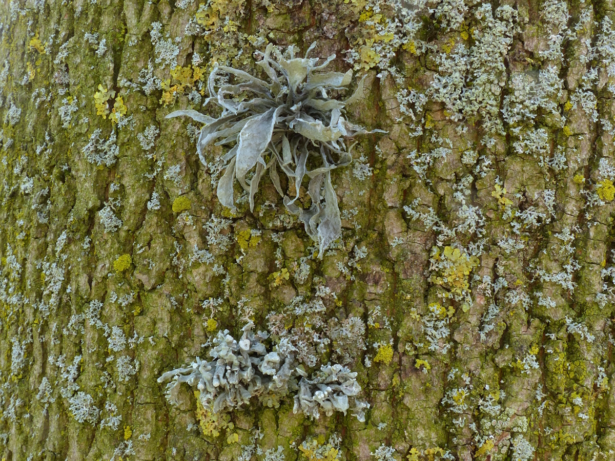 Ramalina fraxinea (door Henk-Jan van der Kolk)