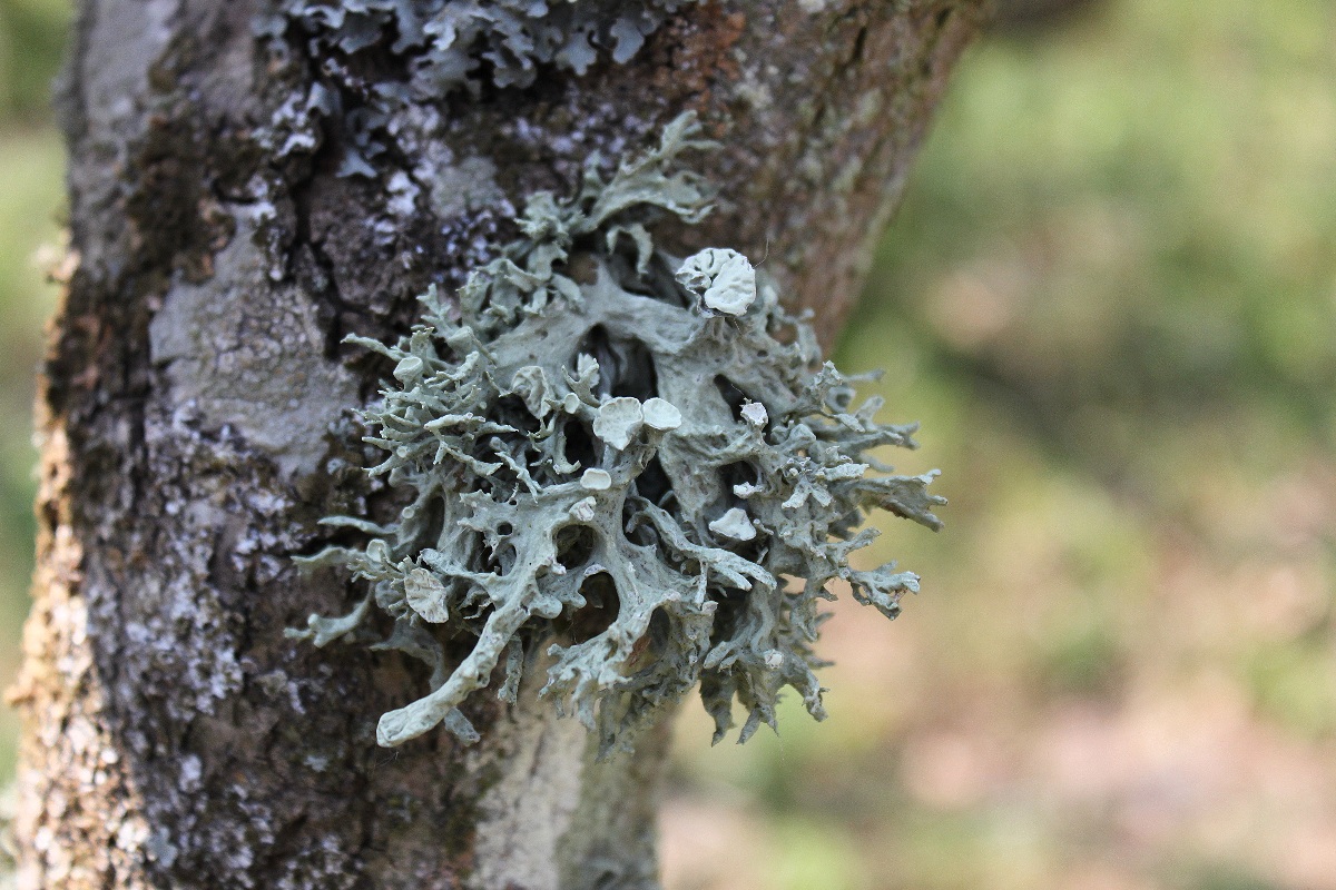 Ramalina fastigiata (door Laurens Sparrius)