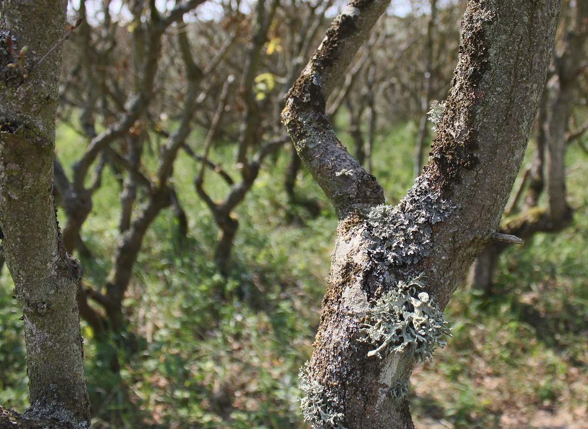 Ramalina fastigiata (door Laurens Sparrius)