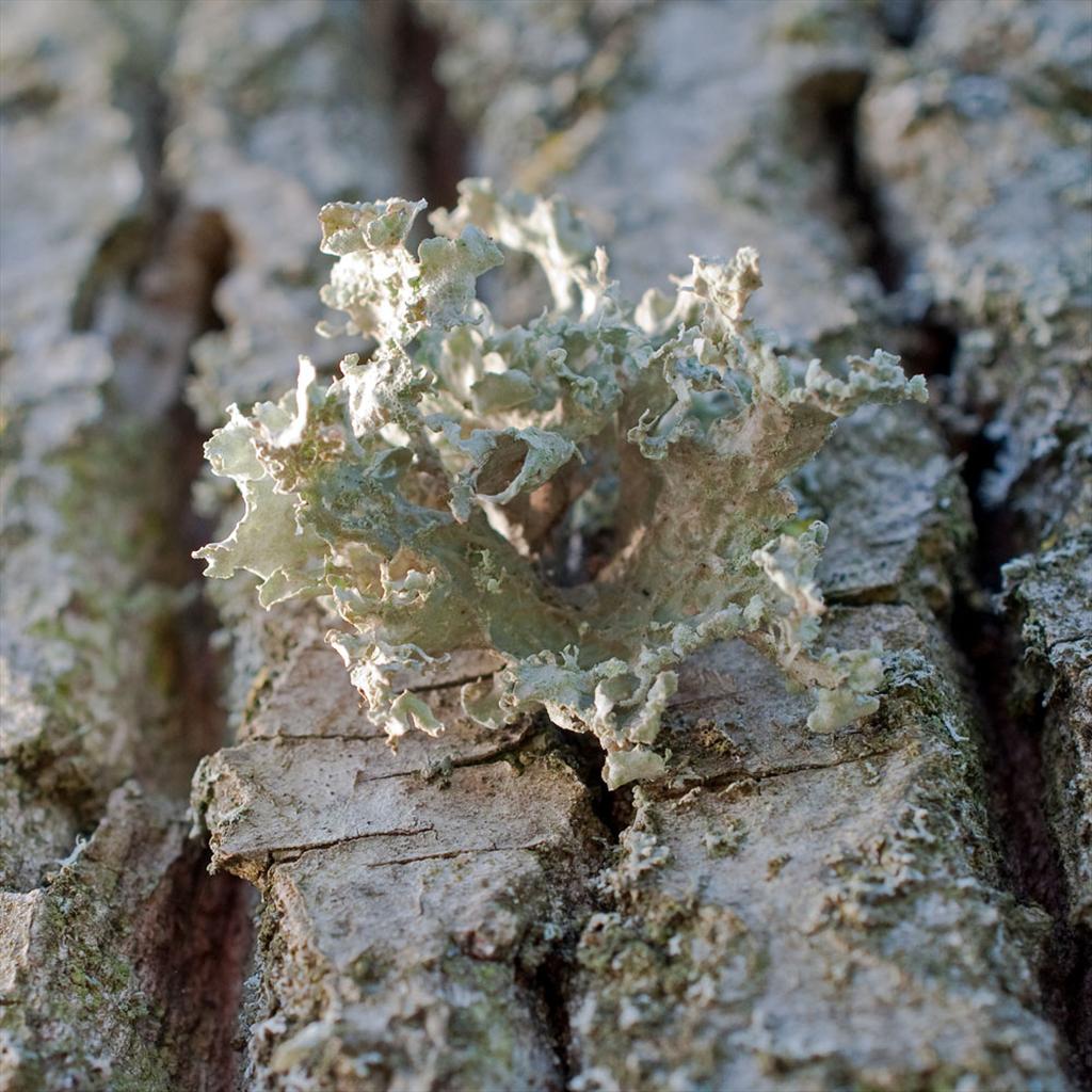 Ramalina lacera (door Cor Zonneveld)