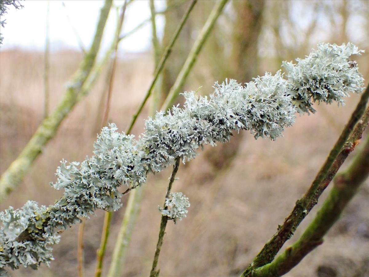 Ramalina lacera (door Arne van Wingerden)