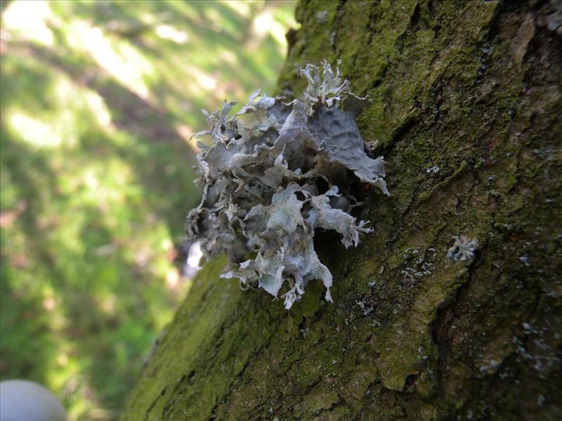 Ramalina lacera (door Hans Toetenel)