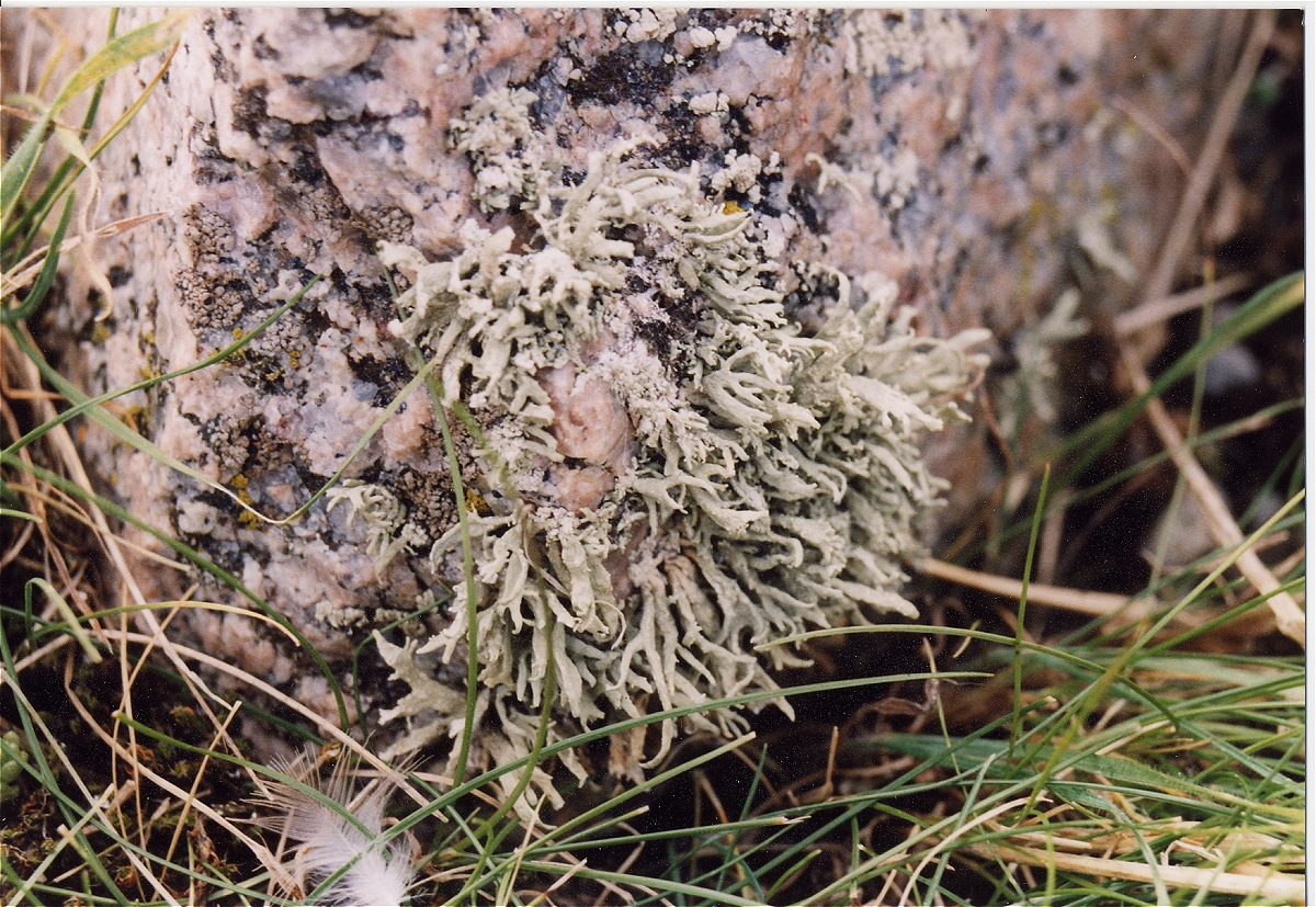 Ramalina siliquosa (door Laurens Sparrius)