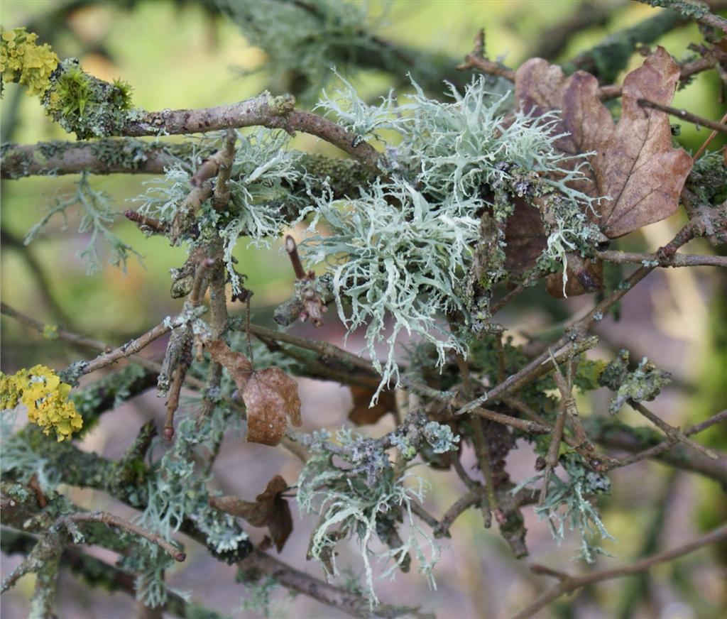 Ramalina farinacea (door Henk Timmerman)