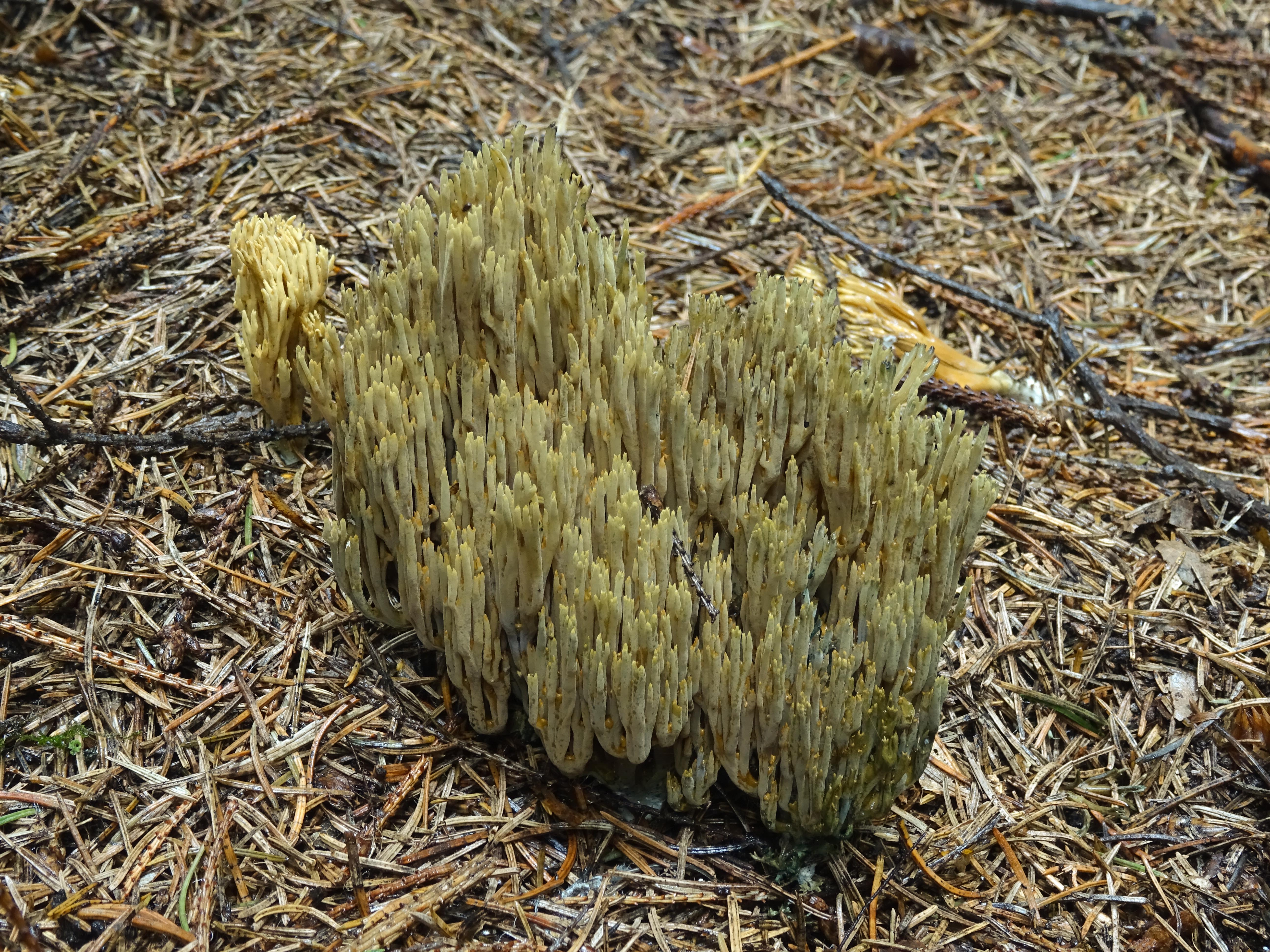 Ramaria abietina (door Roeland Enzlin)