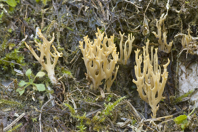 Ramaria decurrens (door Nico Dam)