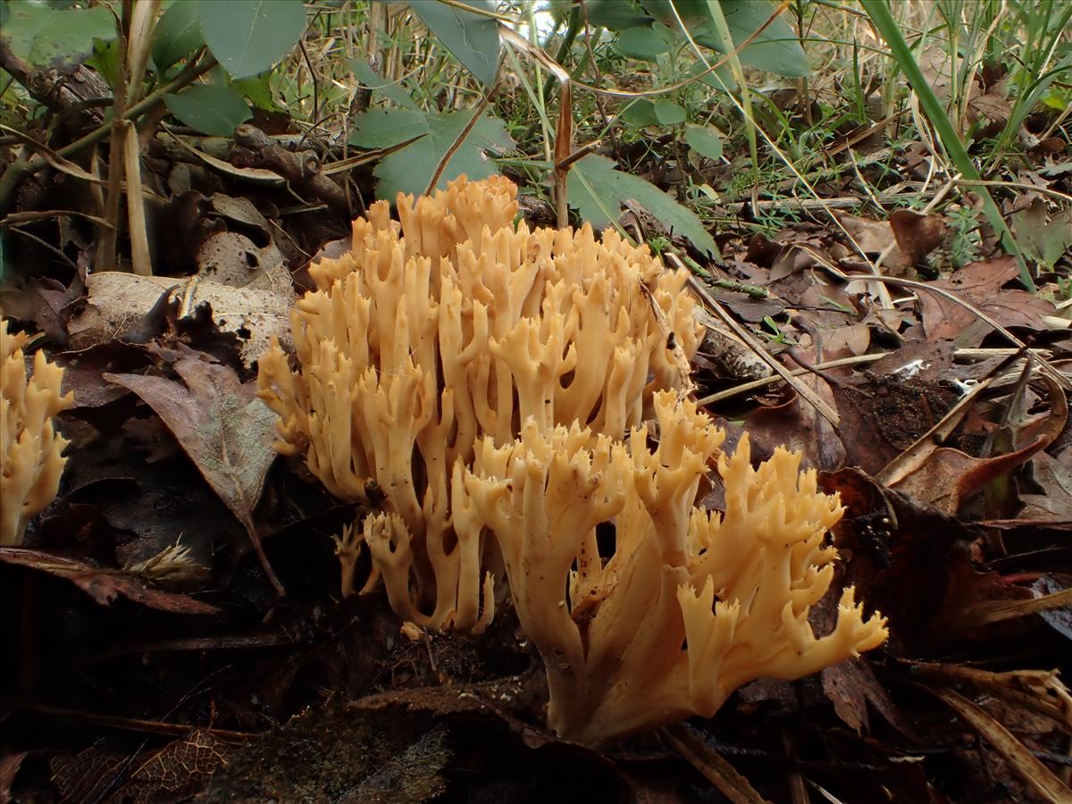 Ramaria decurrens (door Leo Jalink)