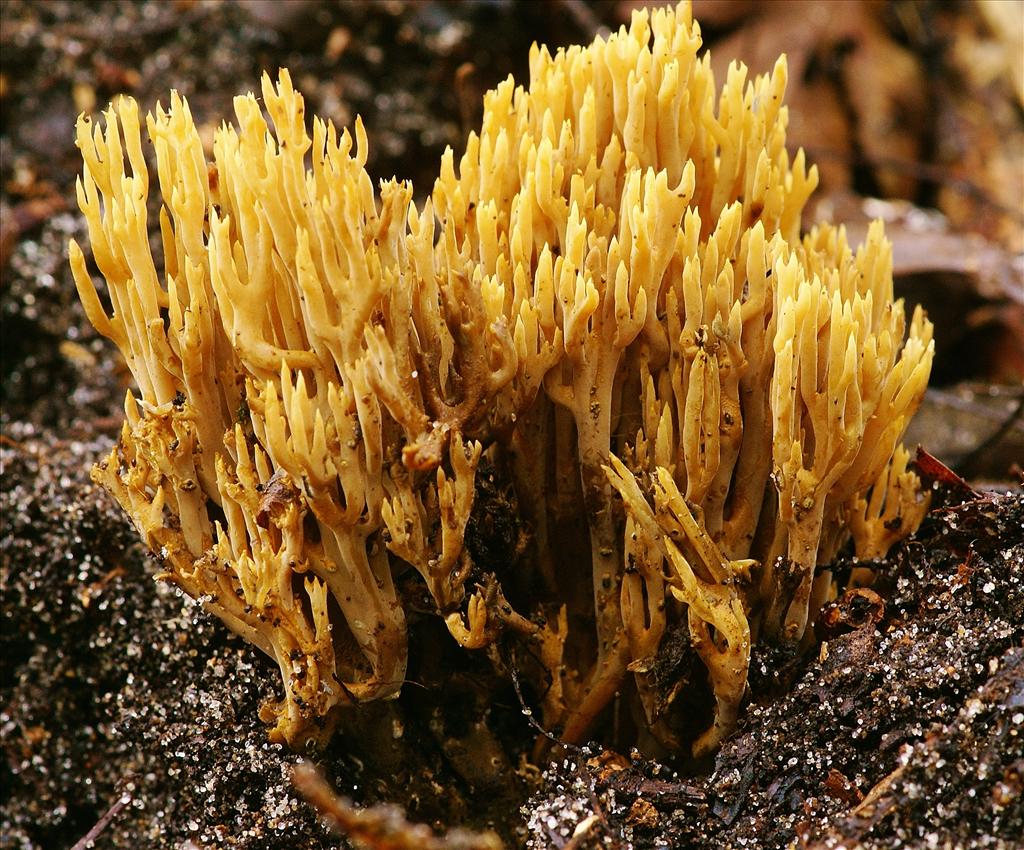 Ramaria decurrens (door Henk Remijn)