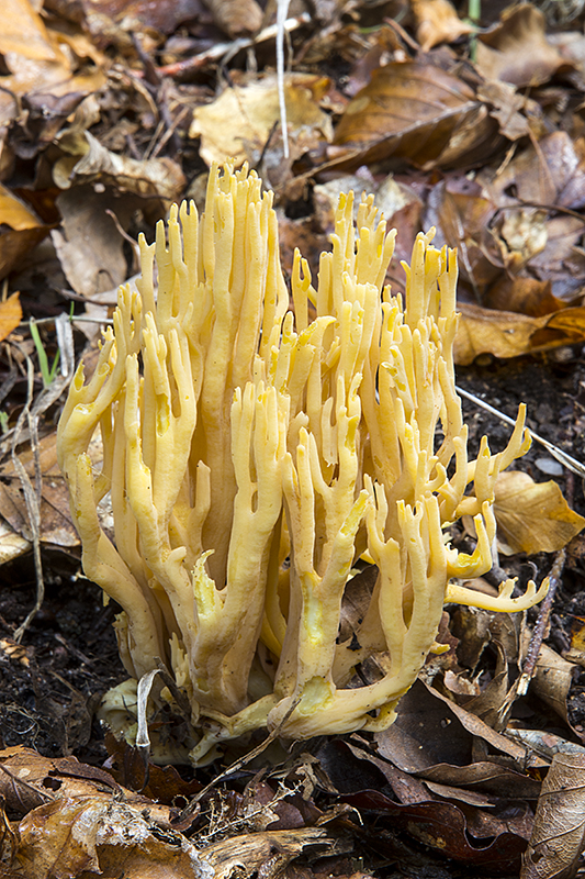 Ramaria flavescens (door Nico Dam)