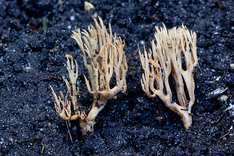 Ramaria myceliosa (door John Breugelmans)