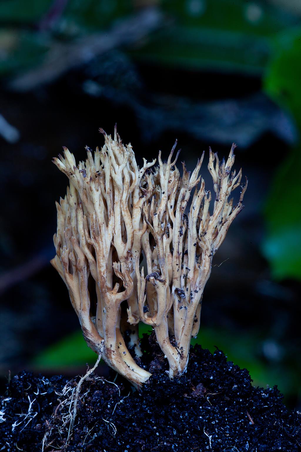 Ramaria myceliosa (door John Breugelmans)