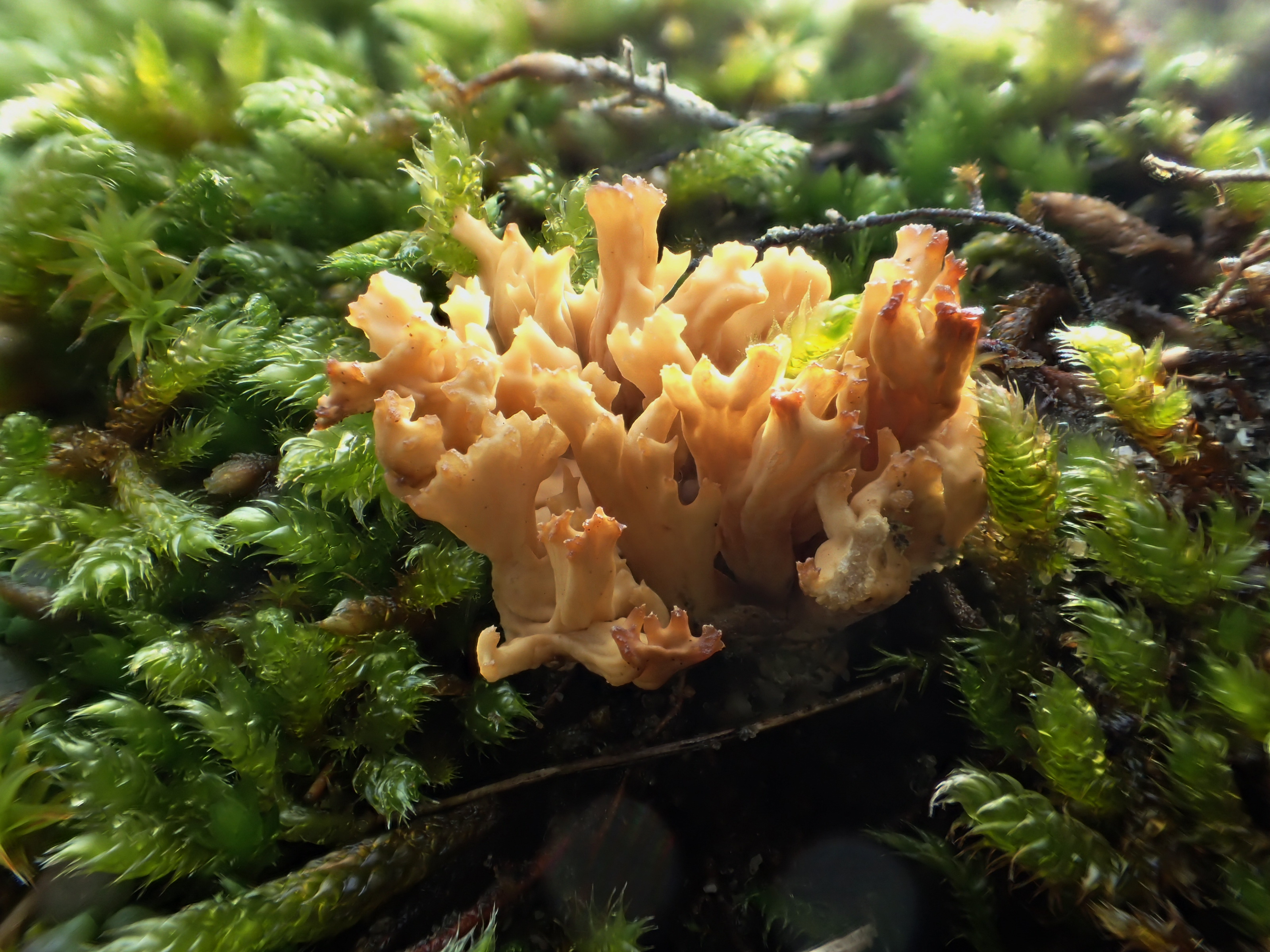 Ramaria roellinii (door Leo Jalink)