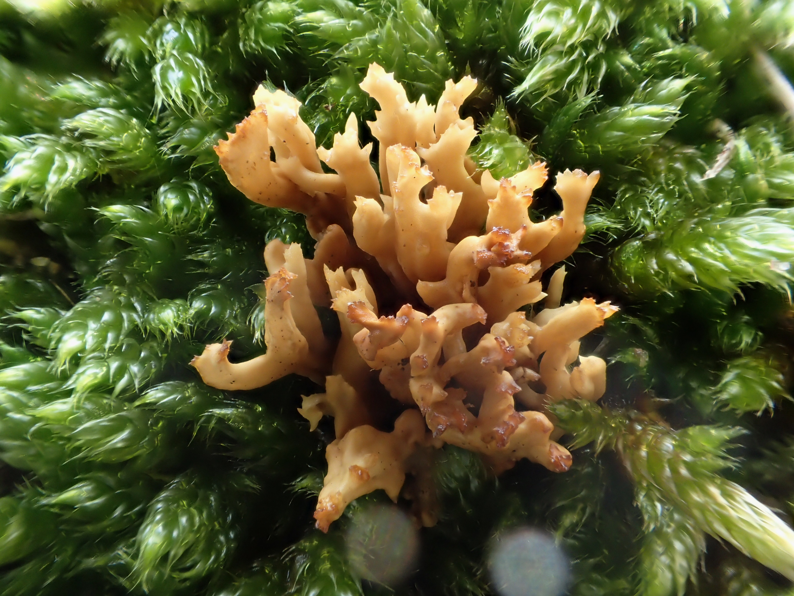 Ramaria roellinii (door Leo Jalink)