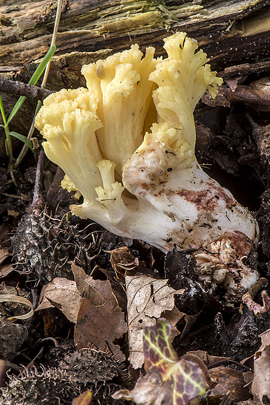 Ramaria sanguinea (door Nico Dam)