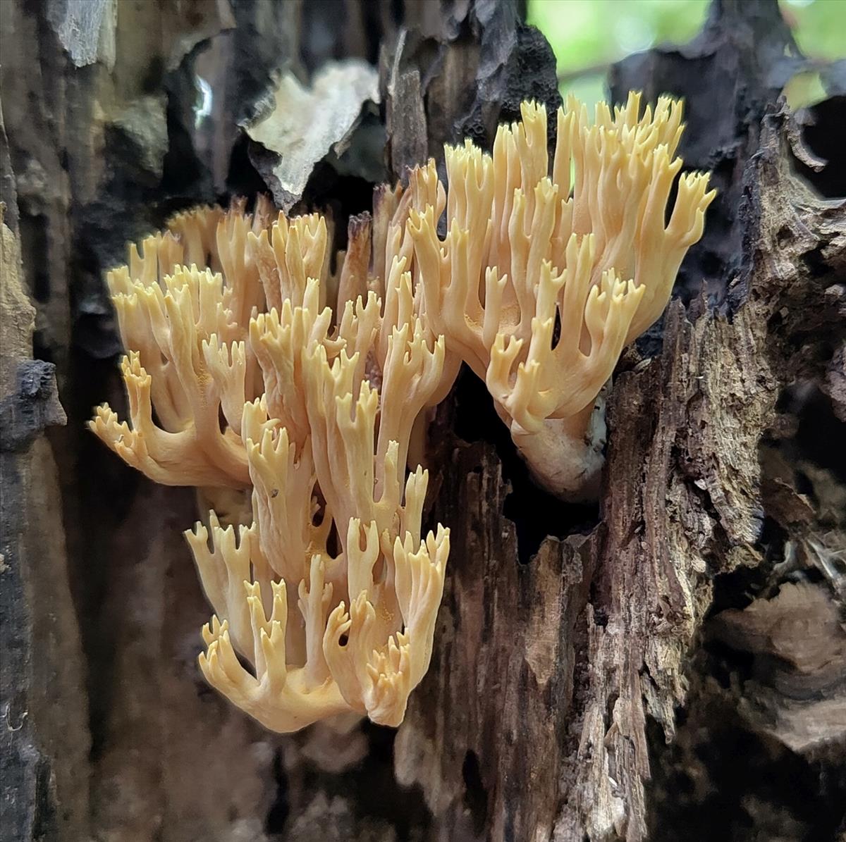 Ramaria stricta (door Aldert Gutter)