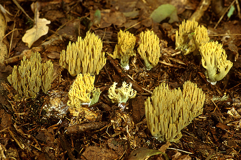 Ramaria abietina (door Henk Huijser)