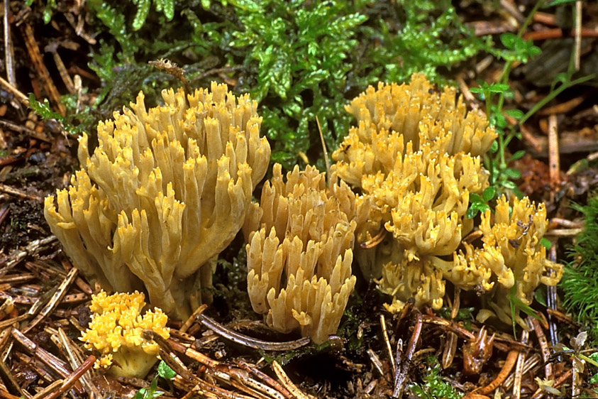 Ramaria abietina (door Henk Huijser)