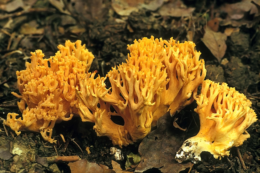 Ramaria aurea (door Henk Huijser)