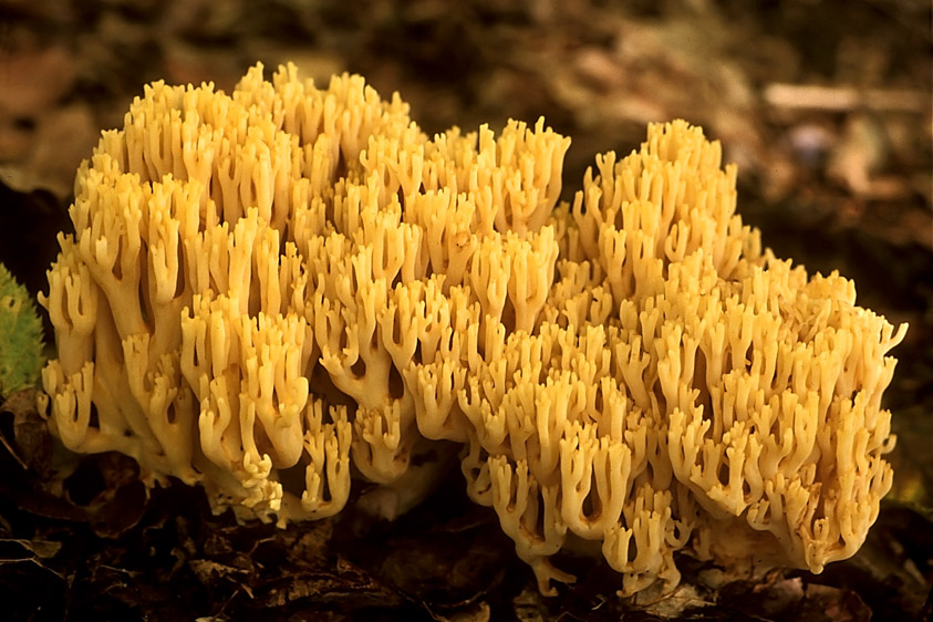 Ramaria aurea (door Henk Huijser)