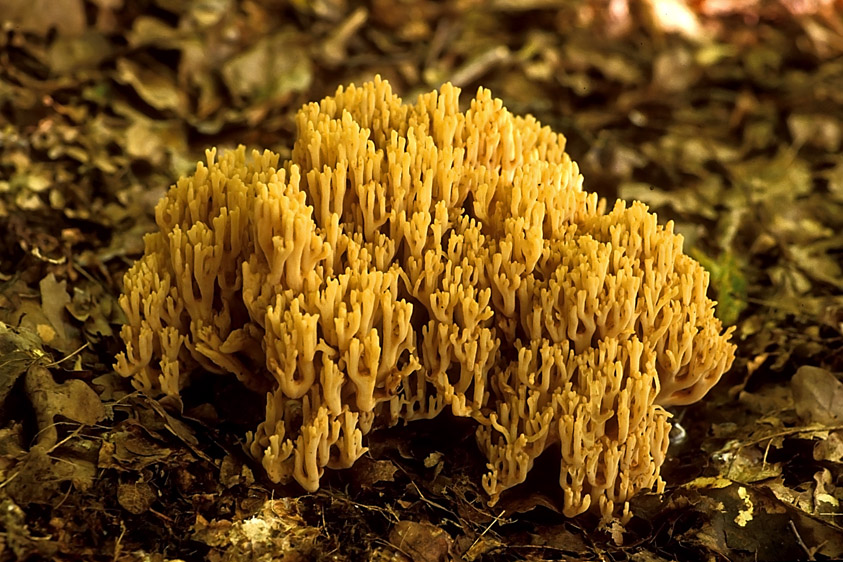 Ramaria aurea (door Henk Huijser)