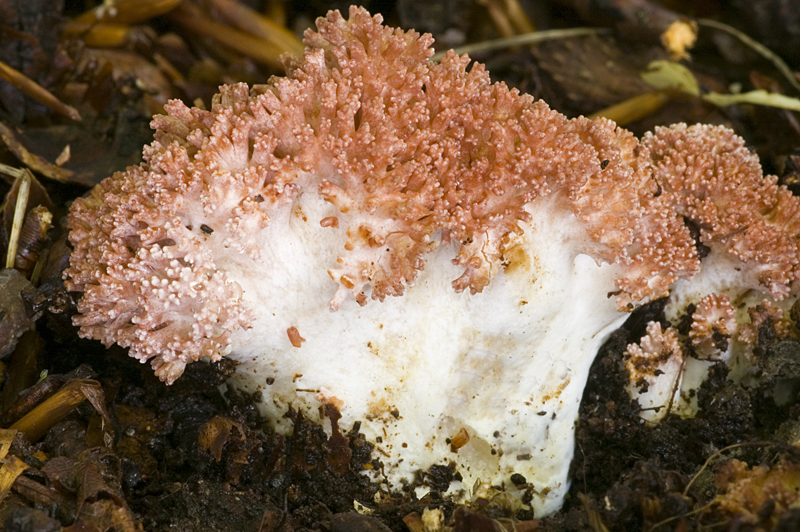 Ramaria botrytis (door Nico Dam)