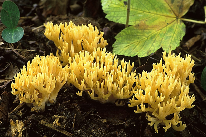 Ramaria eumorpha (door Henk Huijser)