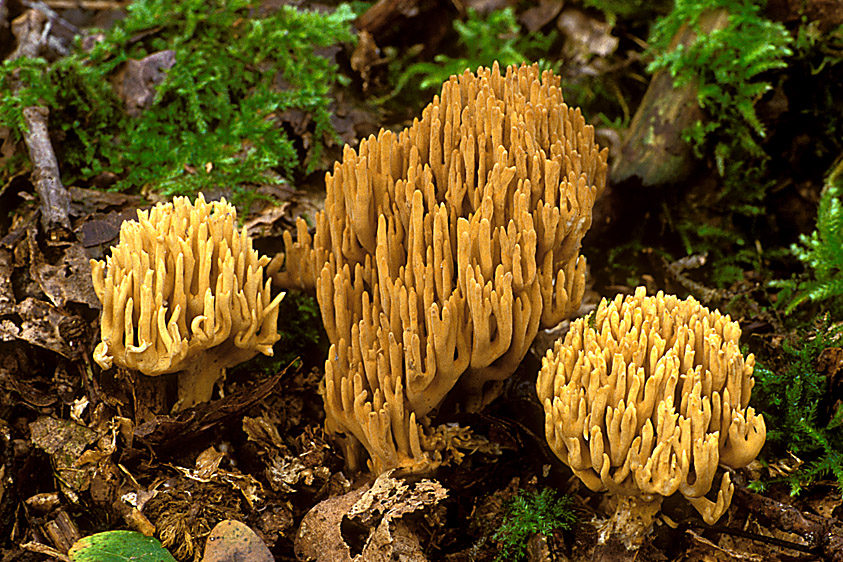 Ramaria eumorpha (door Henk Huijser)