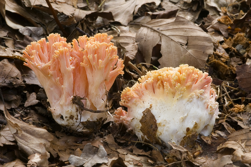 Ramaria subbotrytis (door Nico Dam)