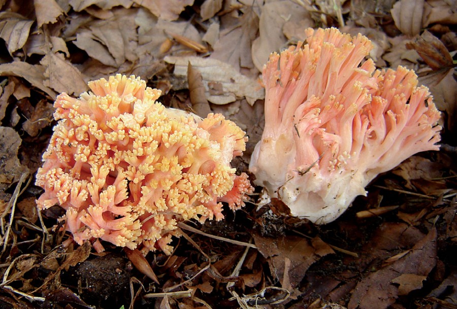 Ramaria subbotrytis (door Anneke van der Putte)