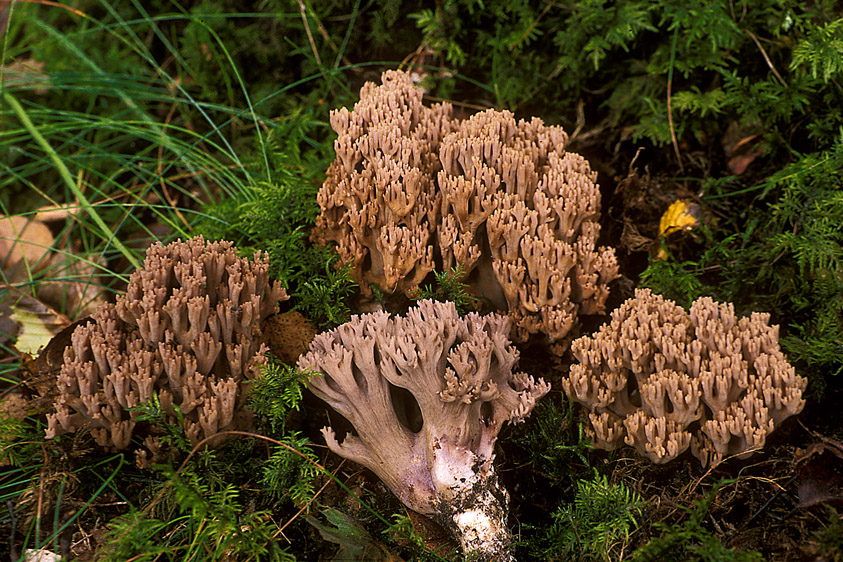 Ramaria fennica (door Henk Huijser)