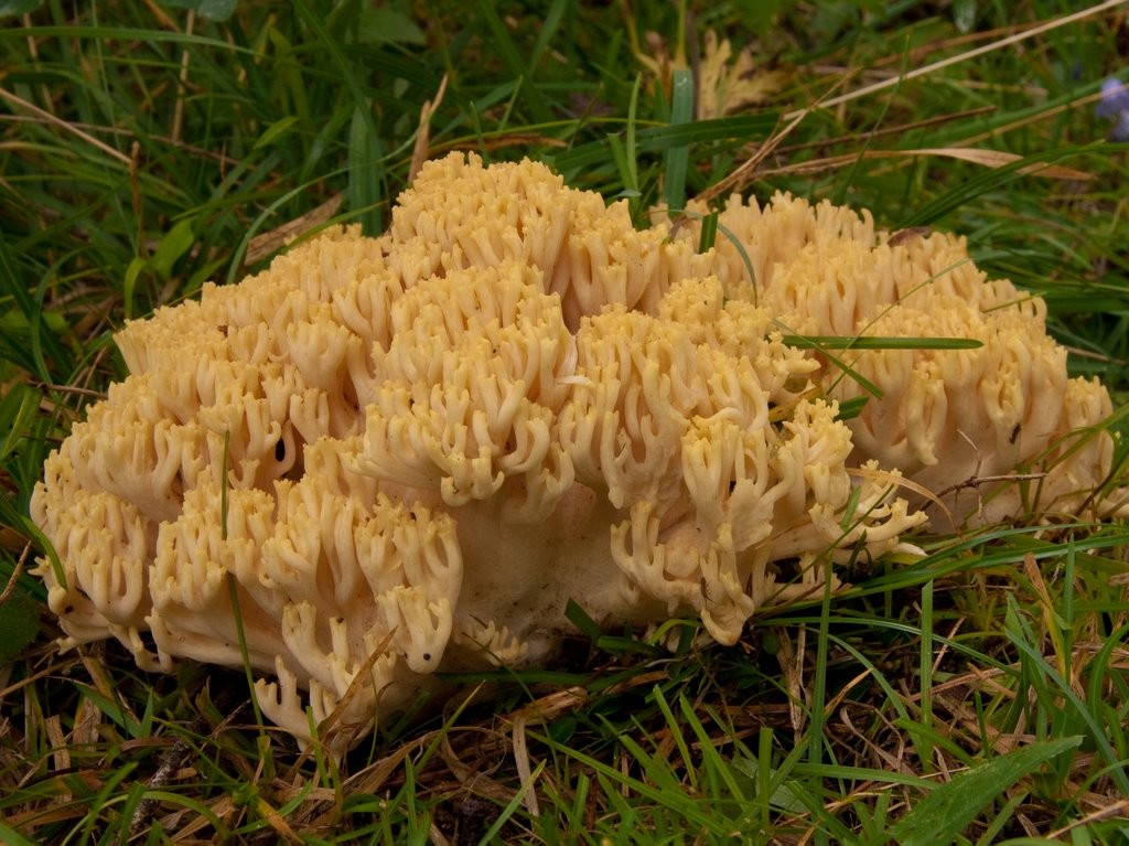 Ramaria flava (door Aldert Gutter)