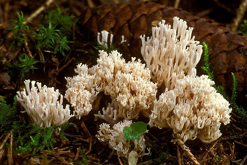 Ramaria gracilis (door Henk Huijser)