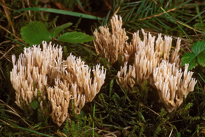 Ramaria gracilis (door Henk Huijser)