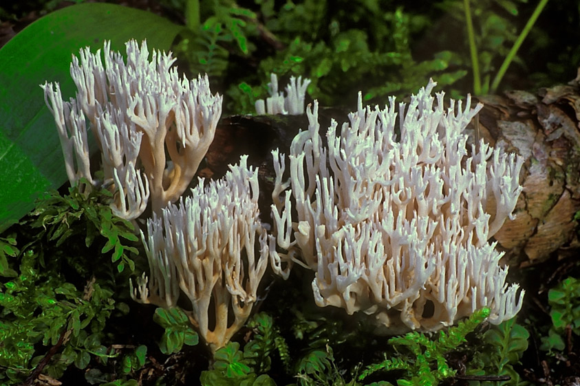 Ramaria gracilis (door Henk Huijser)