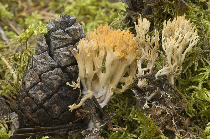 Ramaria myceliosa (door Nico Dam)