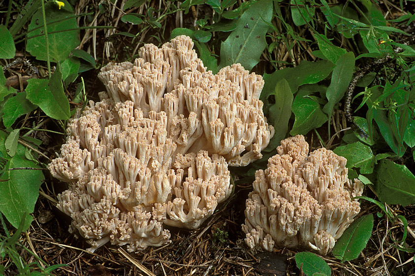 Ramaria pallida (door Henk Huijser)