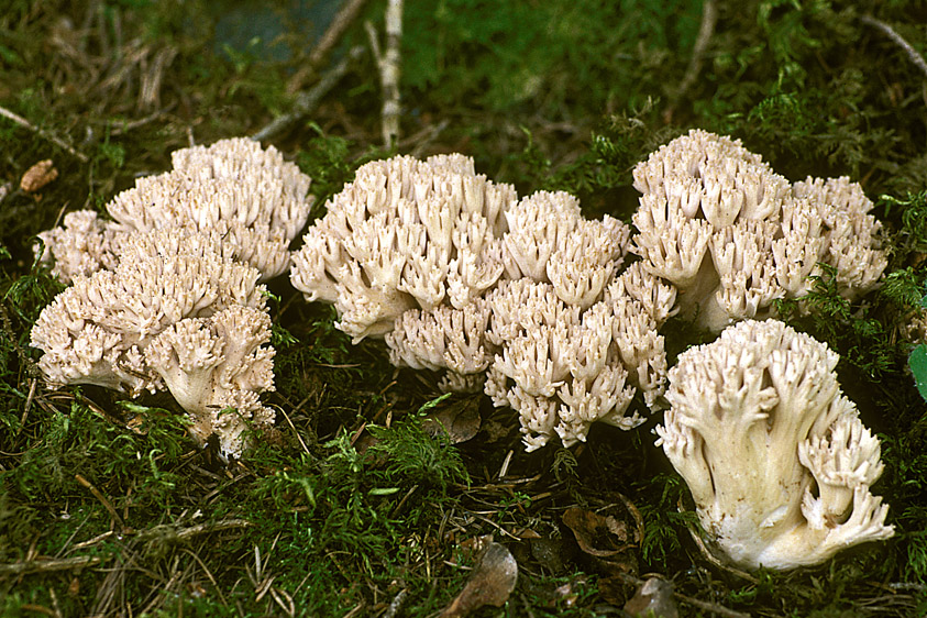 Ramaria pallida (door Henk Huijser)