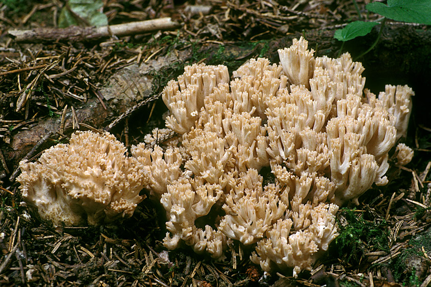 Ramaria pallida (door Henk Huijser)