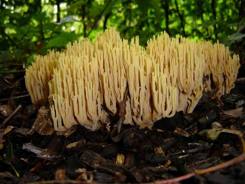 Ramaria stricta (door Gert Immerzeel)