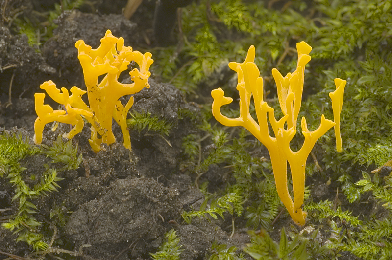 Ramariopsis crocea (door Nico Dam)