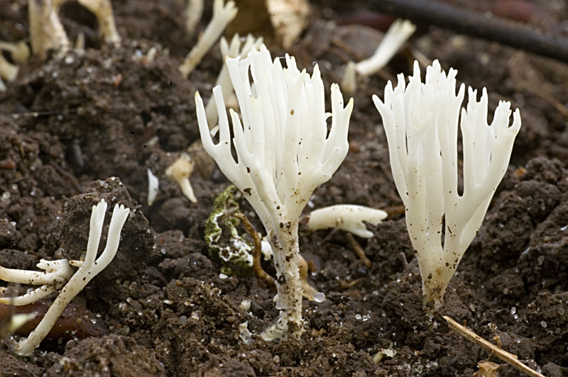 Ramariopsis kunzei (door Nico Dam)