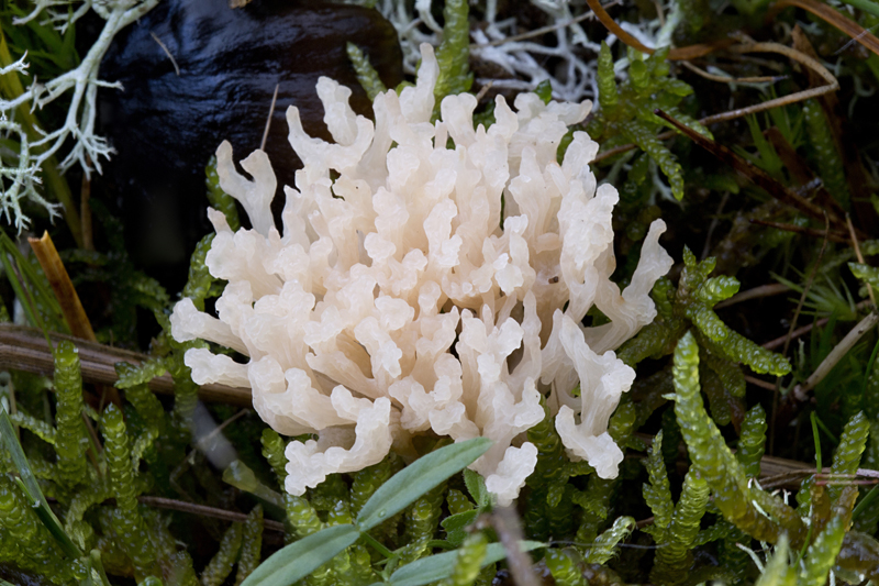 Ramariopsis kunzei (door Menno Boomsluiter)